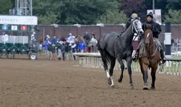 Kentucky Derby 2026: Great White, scratched after fall entering gate, in 'perfect' condition