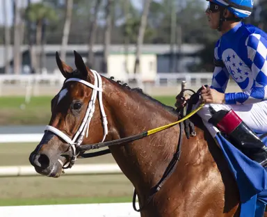 Off lights-out debut, Summers trainee jumps into deeper water in Miss Preakness