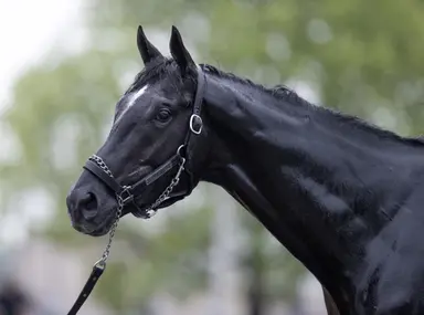 Chunk of Gold nears return to training