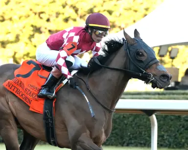 Nitrogen caps big weekend for Casse with Bayakoa Stakes