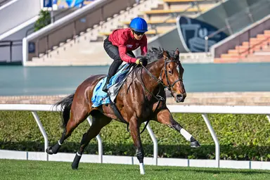 Yuga Kawada hopeful ‘different kind of greatness’ can lift Liberty Island in Cup clash with Romantic Warrior