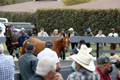 Fasig-Tipton California fall yearling sale average up 10 percent