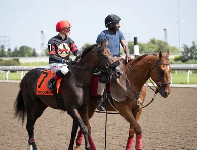 King's Plate pedigree profile: Rafaroo
