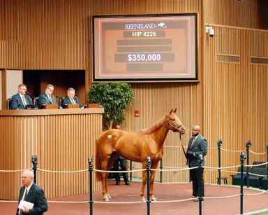 Double Dream, Edgartown sell for $350,000 to top Keeneland November horses of racing age sale