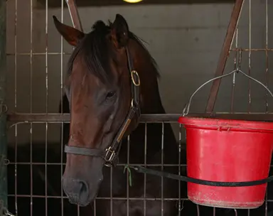 Condensed Keeneland Janaury sale offers Grade 1 quality