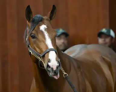 Record-setting Flightline colt joins Baffert's stable
