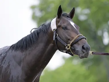 McCraken retired from stud, pensioned to Old Friends