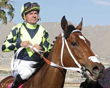 Vodka Vodka to miss Gold Cup with bruised foot
