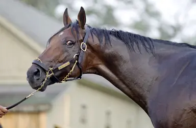 Palace Malice, Yoshida relocating to Darley Japan