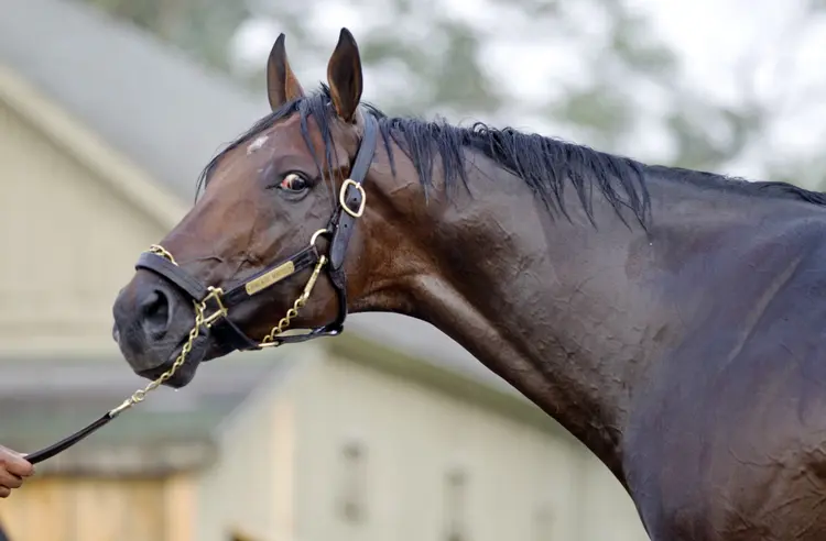 Palace Malice
