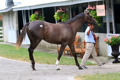 Volatile's first crop includes $1.15 million filly