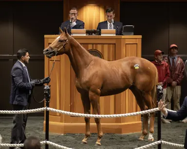 Pair of $300,000 colts top first session of Fasig-Tipton New York-bred sale
