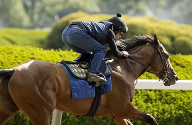 Belmont Stakes: Preakness winner National Treasure puts in final workout