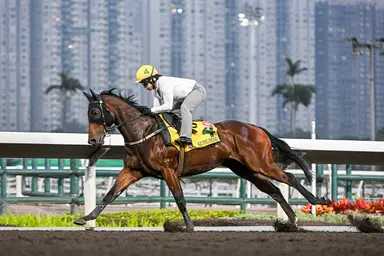 Hong Kong Selections for Sunday, December 8, 2024