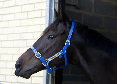 International star sprinter Black Caviar dead at 18