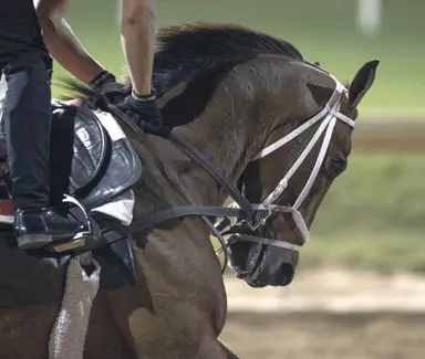 Awesome Aaron ready to peak as he goes for Pimlico Special repeat