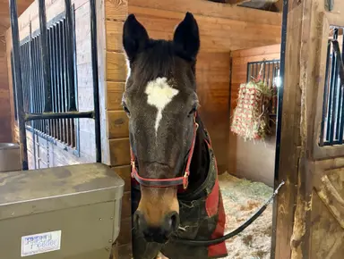 Harness: A lifetime of ‘Lightning’ strikes for owner/trainer Shaun Vallee