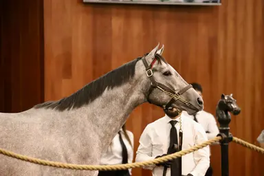 Gun Runner colt in training fetches record-setting $3 million at Ocala Breeders' Sale auction
