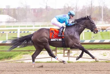 Quint's Brew has little trouble with Frank Y. Whiteley Stakes