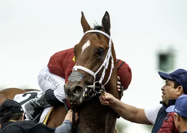 Journalism to stand at Coolmore's Ashford Stud at end of racing career