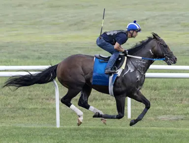 WinStar acquires Cogburn breeding rights