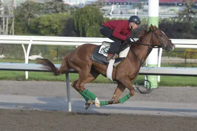 Woodbine: Analysis and ticket for mandatory-payout Jackpot Hi 5 on Nov. 16, 2024