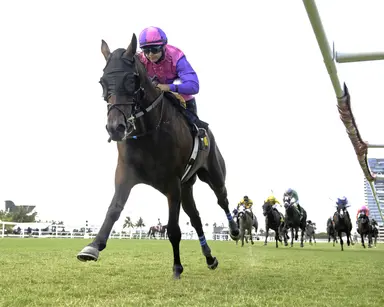 Weekend GamePlan: Picks for Kitten's Joy, Tampa Bay Stakes