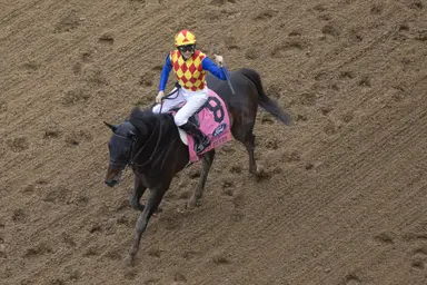 T O Elvis to point for Breeders' Cup Sprint; New York prep possible