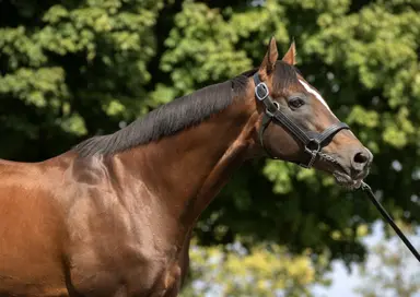 Mucho Macho Man moving to Adena Springs North in Canada
