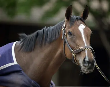 Always a Runner's journey a true family affair for Three Chimneys, Scharbauer