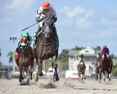 Weekend GamePlan: Picks for Harlan's Holiday, Suwannee River, and Poinsettia