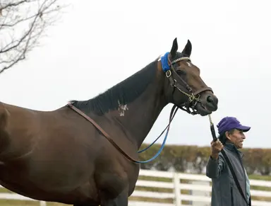 Flightline share to be offered at inaugural Keeneland Championship sale