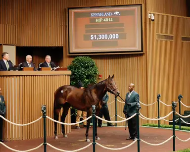 Bishops Bay goes for a record $1.3 million to lead Keeneland November horses of racing age sale