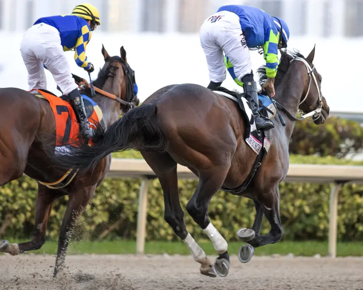 Senor Buscador (right) during Pegasus World Cup at GP Jan 27 2024