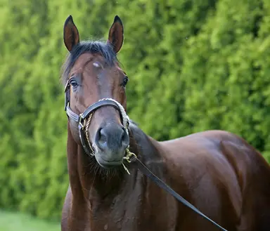 West Coast Stallions: Alternation the lone non-Californian among top sires