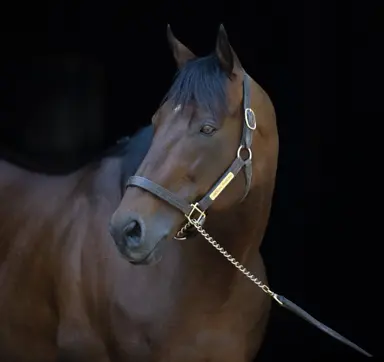 American Pharoah to shuttle to Japan for upcoming breeding season