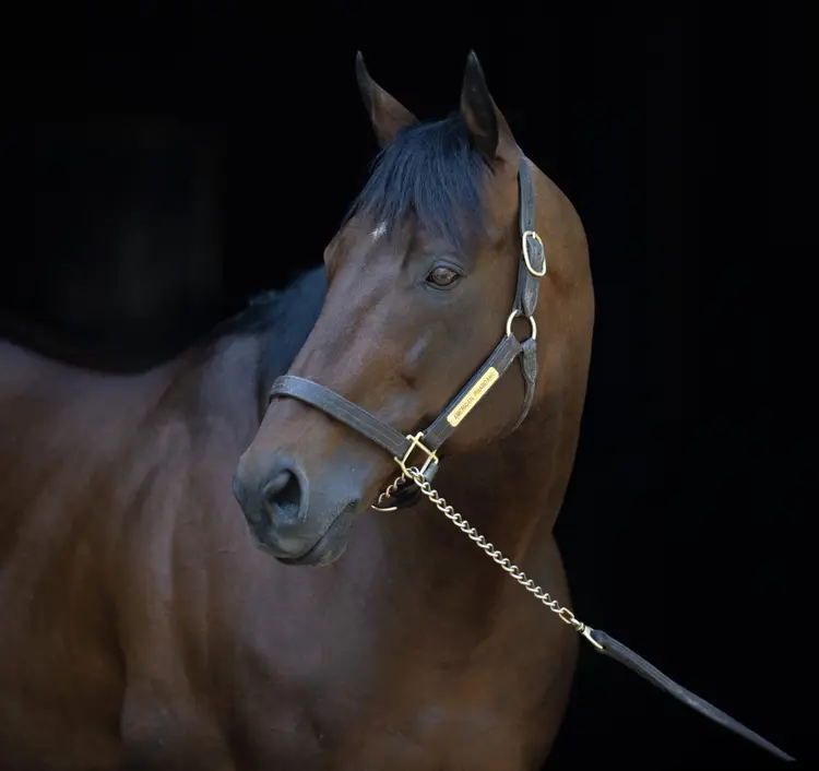 American Pharoah02.5-10-23.BL_.jpg