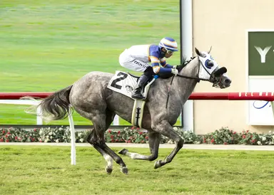 Grazen, Stay Thirsty in close race to lead stallion rankings
