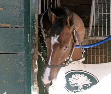 Trio of sprint stakes spice up Saturday card