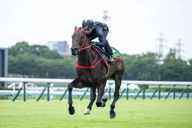 Victor The Winner gallops at Nakayama ahead of Sprinters Stakes