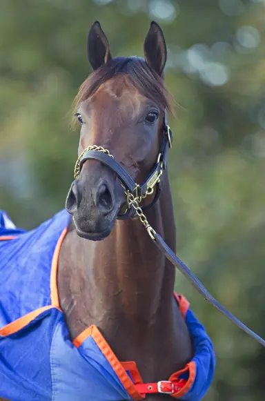Second-generation progeny of Uncle Mo continue to excel