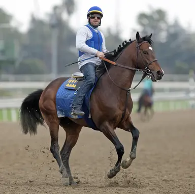 WinStar stallion Paynter euthanized