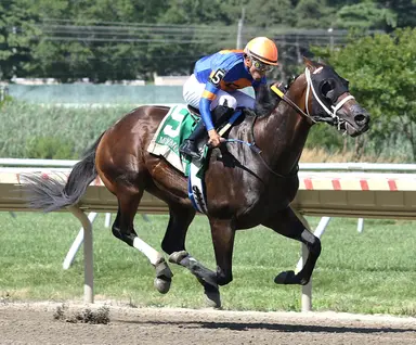 Florida stallions: Top earner Khozan not without impressive rivals