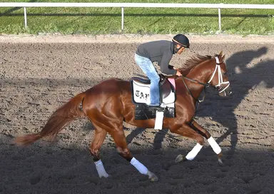 Kentucky Derby pedigree profile: Disruptor
