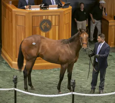 Fasig-Tipton New York-bred sale ends with record gross, strong median