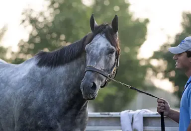 Essential Quality leads the way for first-crop weanling sires