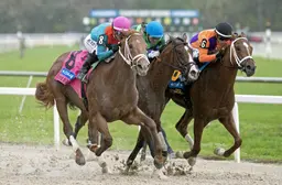 Despite wide trip, The Puma pounces on Further Ado, Canaletto to take Tampa Bay Derby
