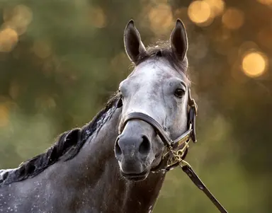 Weekend GamePlan: Picks for Jim Dandy, San Diego, Colleen