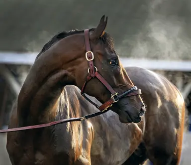 Omaha Beach colt fetches highest price at Lone Star auction