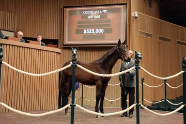 Nyquist colt sells for $525,000 at Keeneland January sale